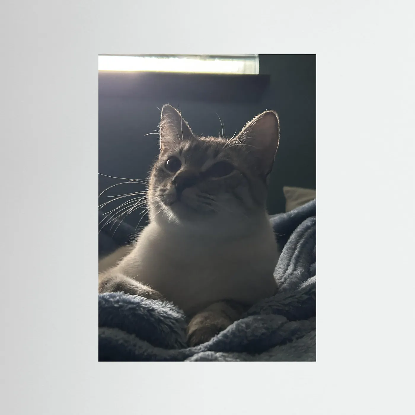 Maître Miaou