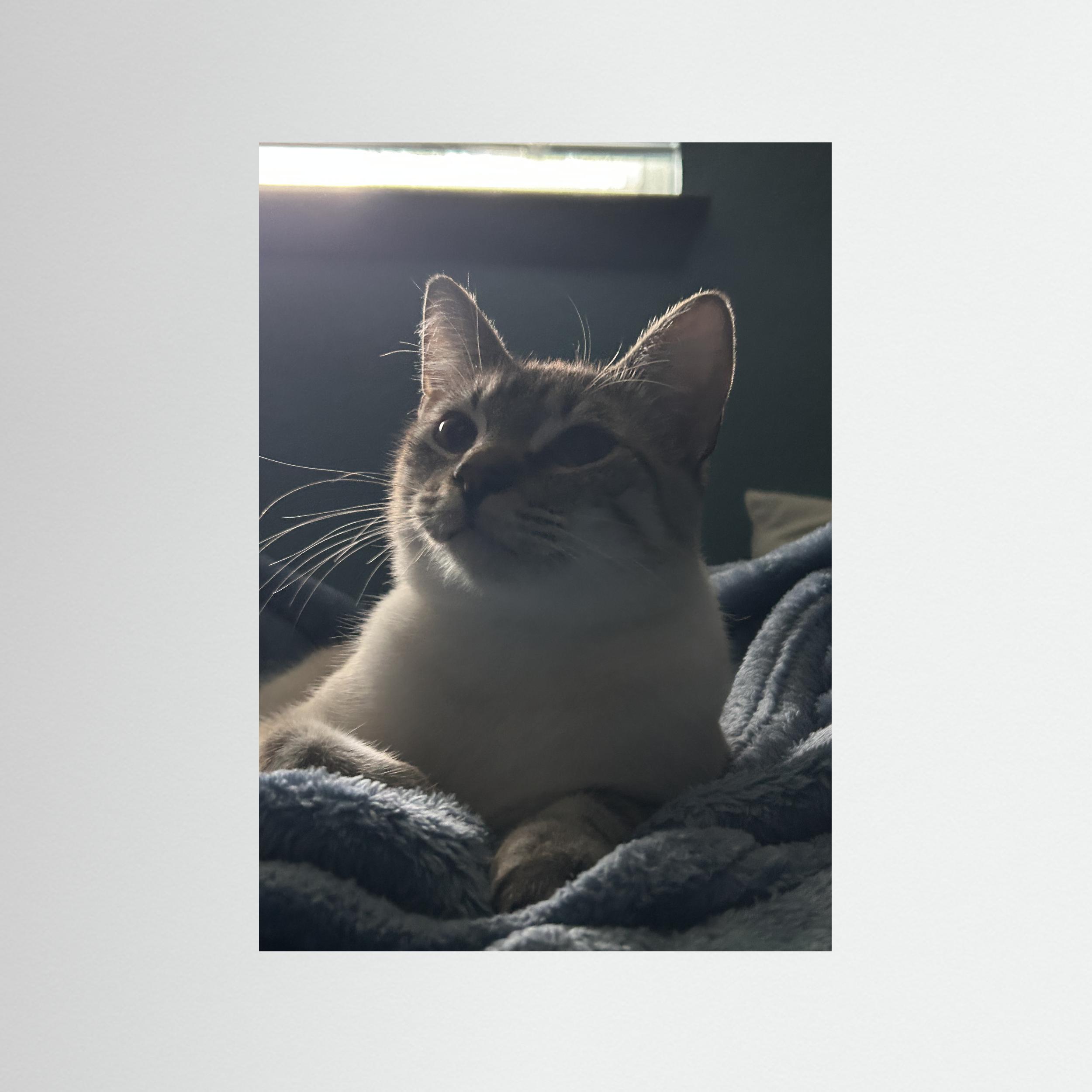 Maître Miaou